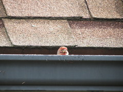 Haemorhous mexicanus