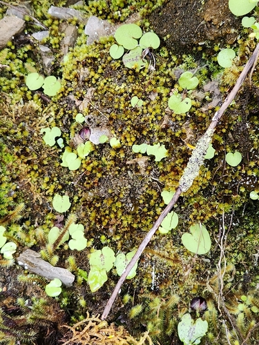 Hatch’s Spider Orchid (Corybas hatchii)