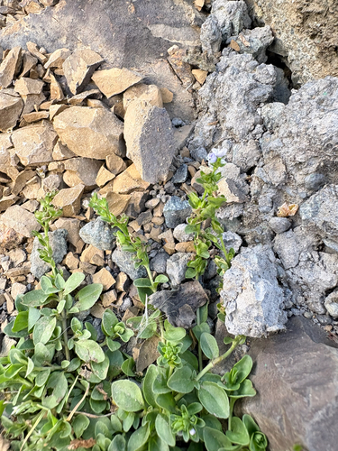 Ein weiteres Foto von thymeleaf speedwell