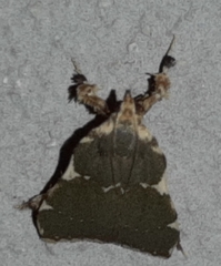 Parachma rufoflavalis