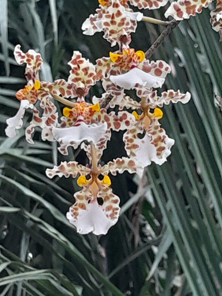 Trichocentrum jonesianum; photograph Jose Gutierrez Higa, CC BY, iNaturalist via GBIF