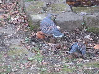 Oriental Turtle Dove (Streptopelia orientalis)