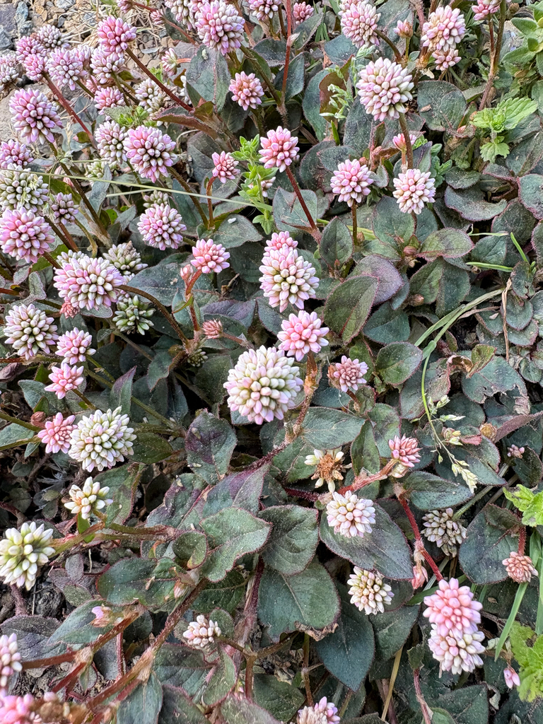 Nghể đầu – Persicaria capitata