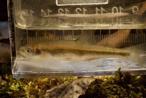 Redfin shiner (Lythrurus umbratilis) — Cyprinidae — 4