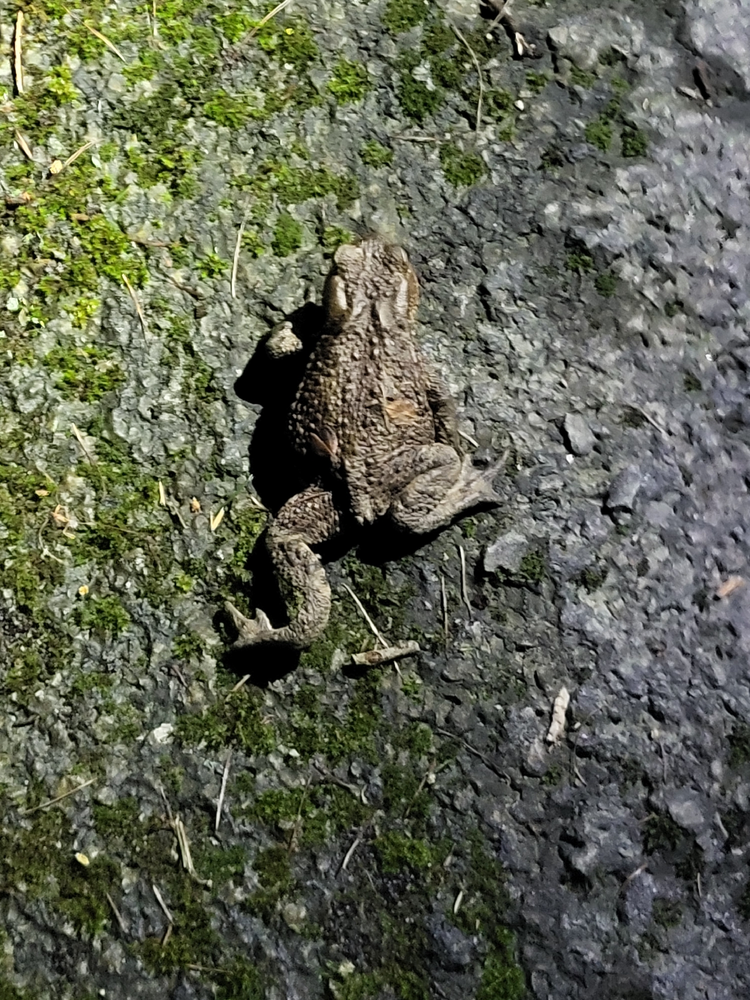 Bufo bufo (Linnaeus, 1758)