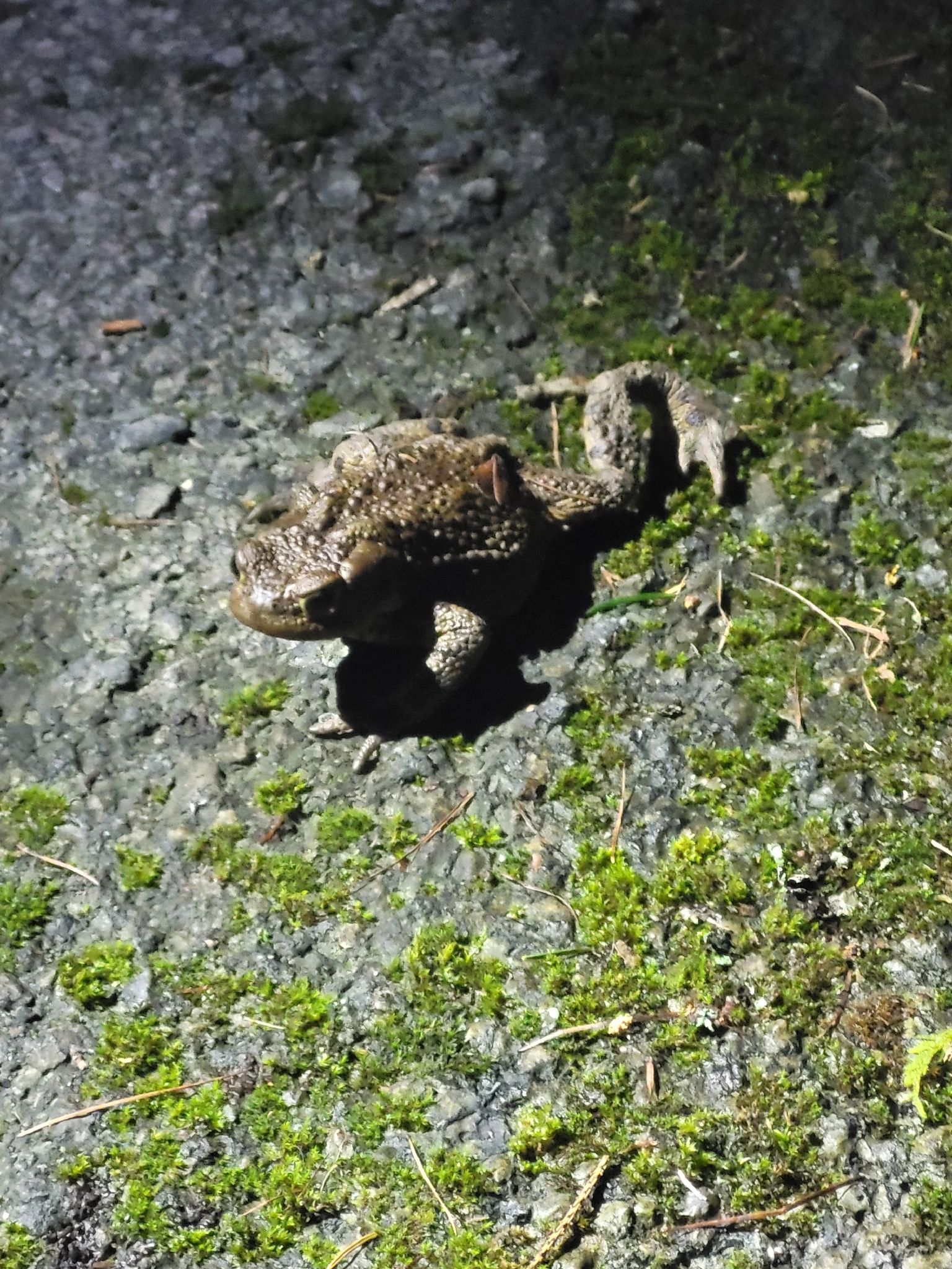 Bufo bufo (Linnaeus, 1758)