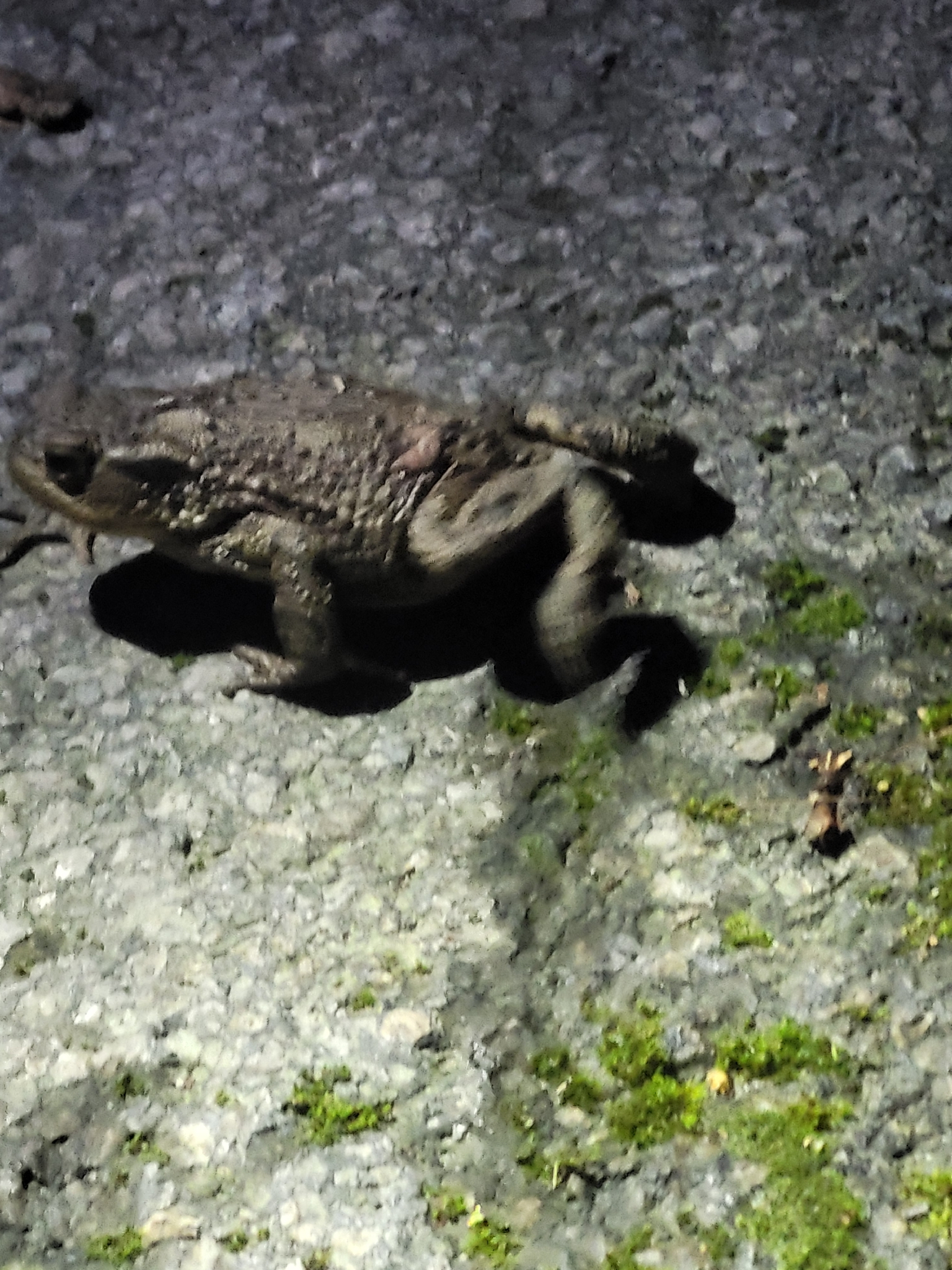 Bufo bufo (Linnaeus, 1758)