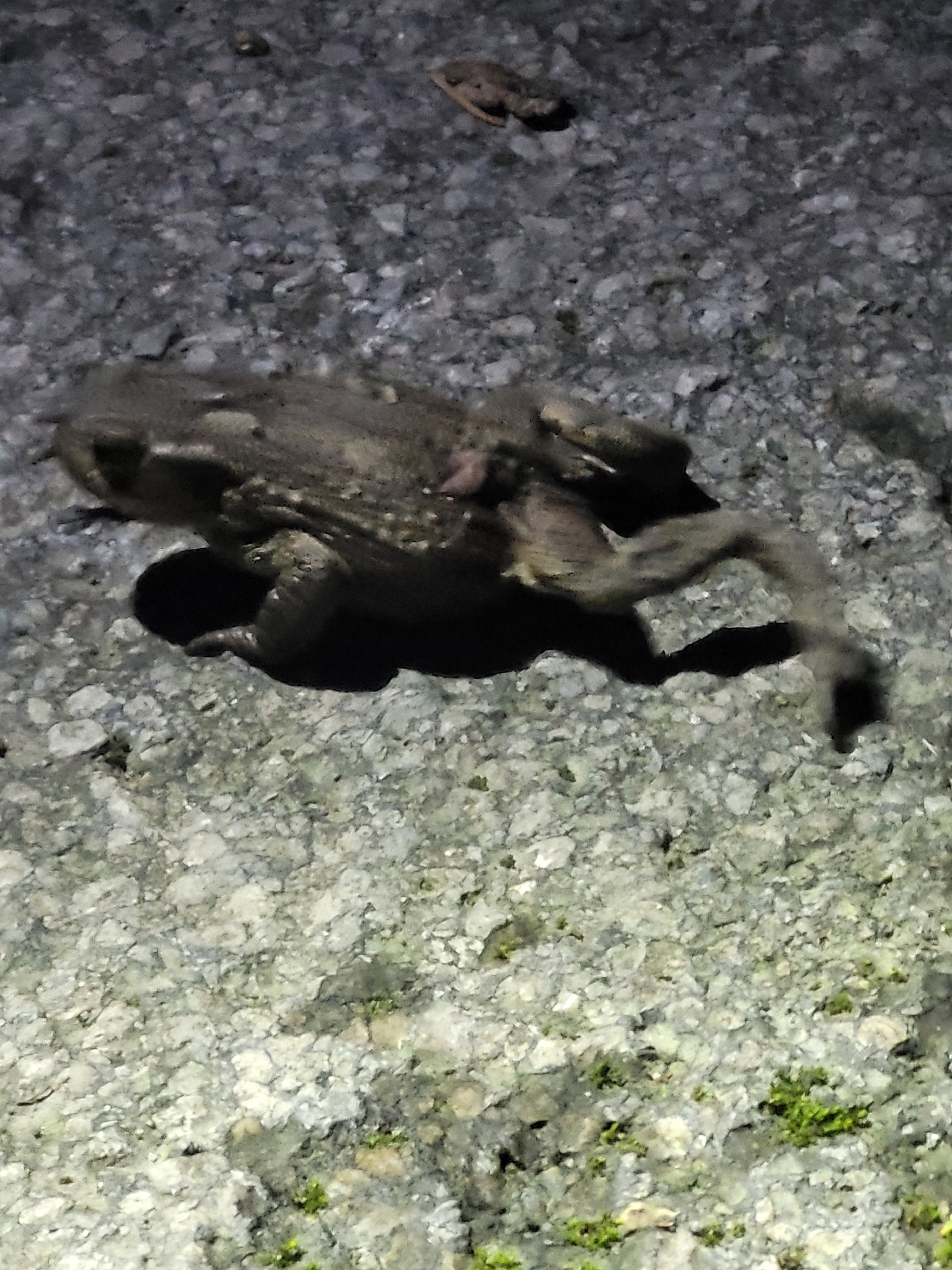 Bufo bufo (Linnaeus, 1758)