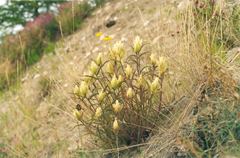 Castilleja arctica