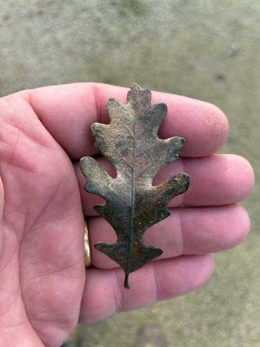 Valley oak