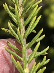 Phylica wittebergensis