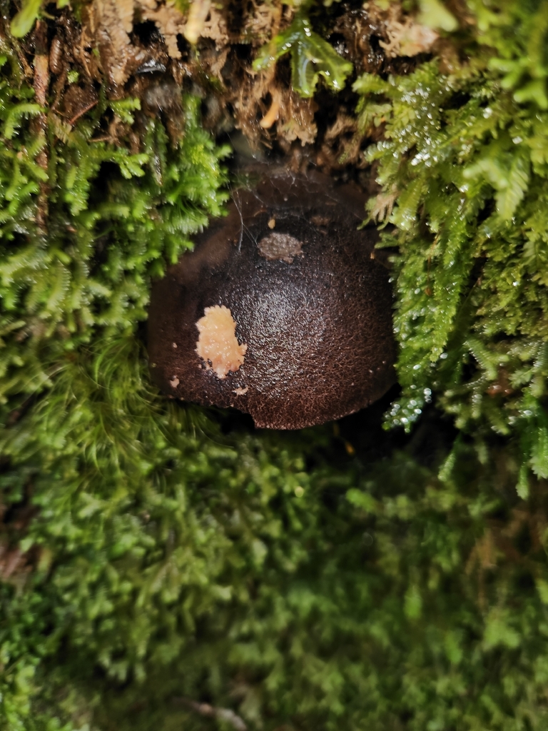 Tylopilus formosus · December 2025 · photo: © archie_tarn (iNaturalist, cc-by)
