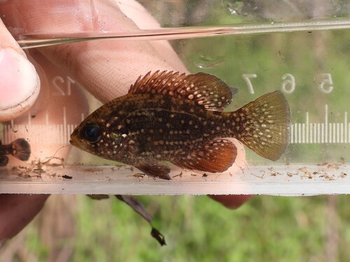 Bluespotted sunfish (Enneacanthus gloriosus) — Centrarchidae