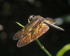 Rhyothemis obsolescens