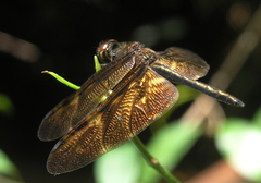 Rhyothemis obsolescens
