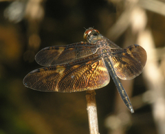 Rhyothemis obsolescens