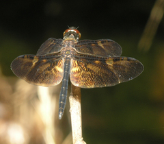 Rhyothemis obsolescens