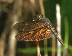 Rhyothemis obsolescens