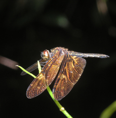 Rhyothemis obsolescens