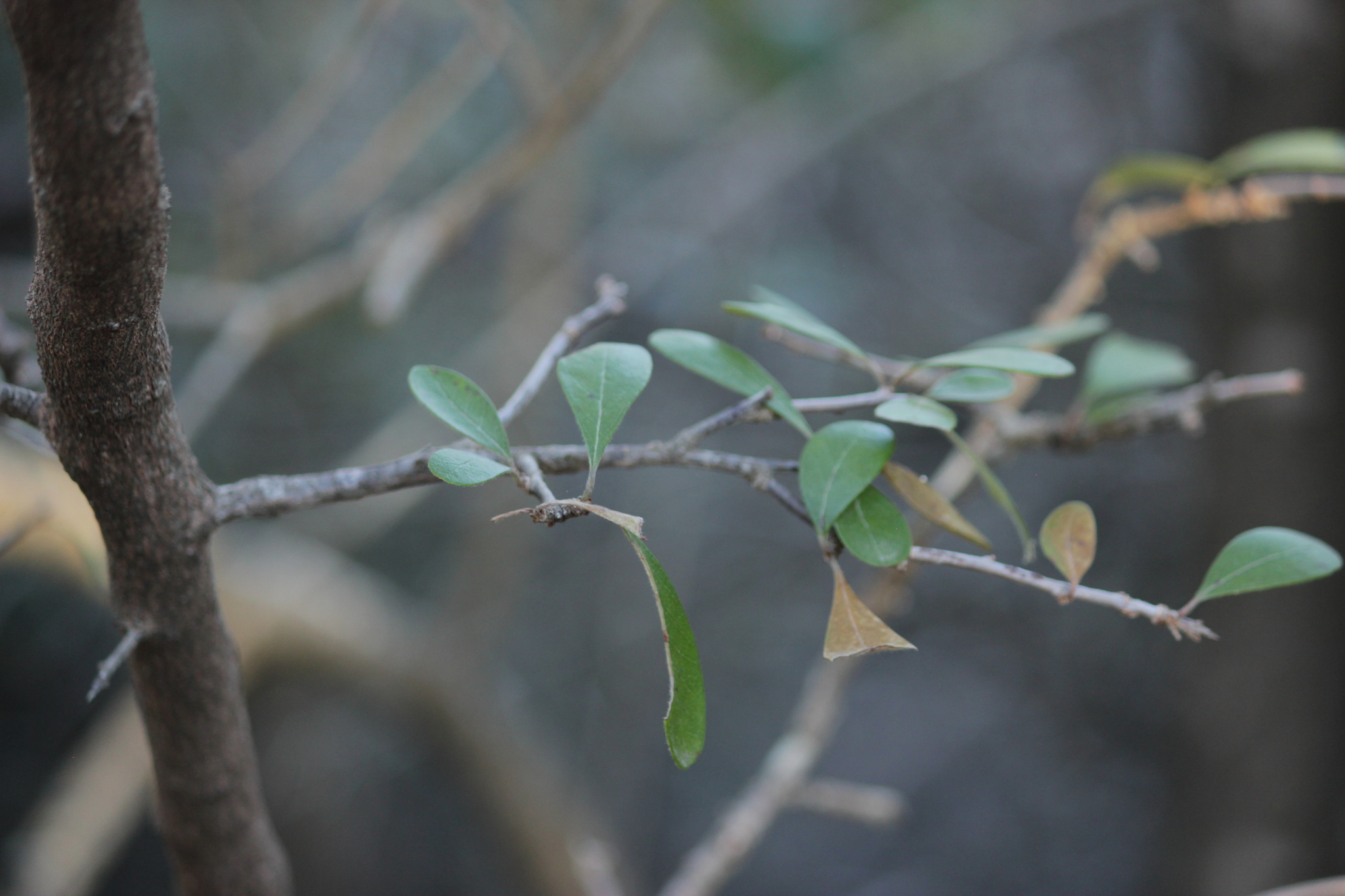 Imagem de Sideroxylon lanuginosum