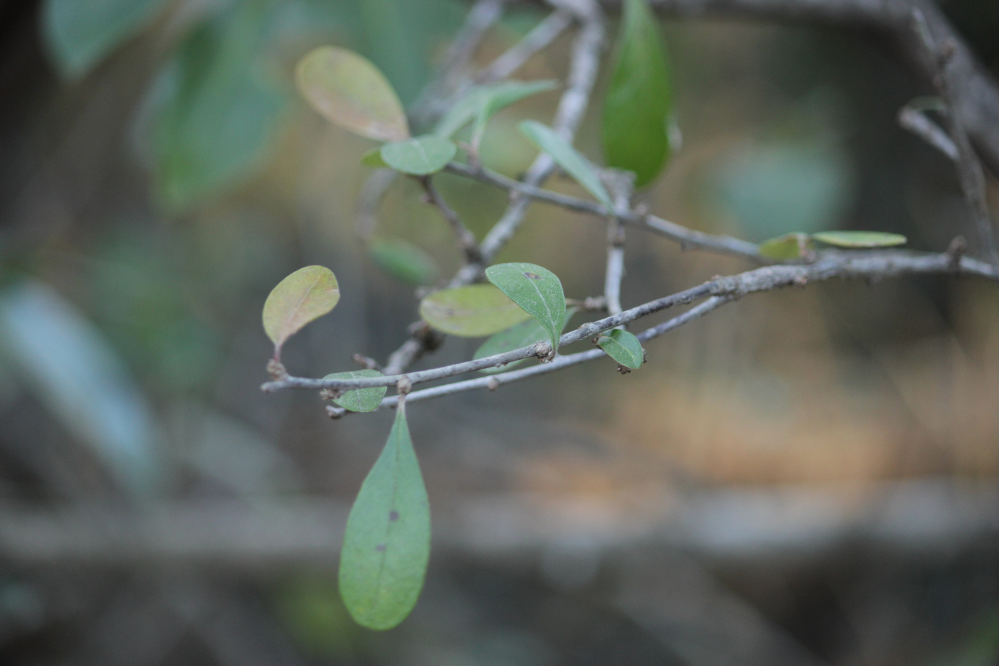Imagem de Sideroxylon lanuginosum