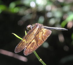 Rhyothemis obsolescens