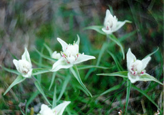 Castilleja arctica