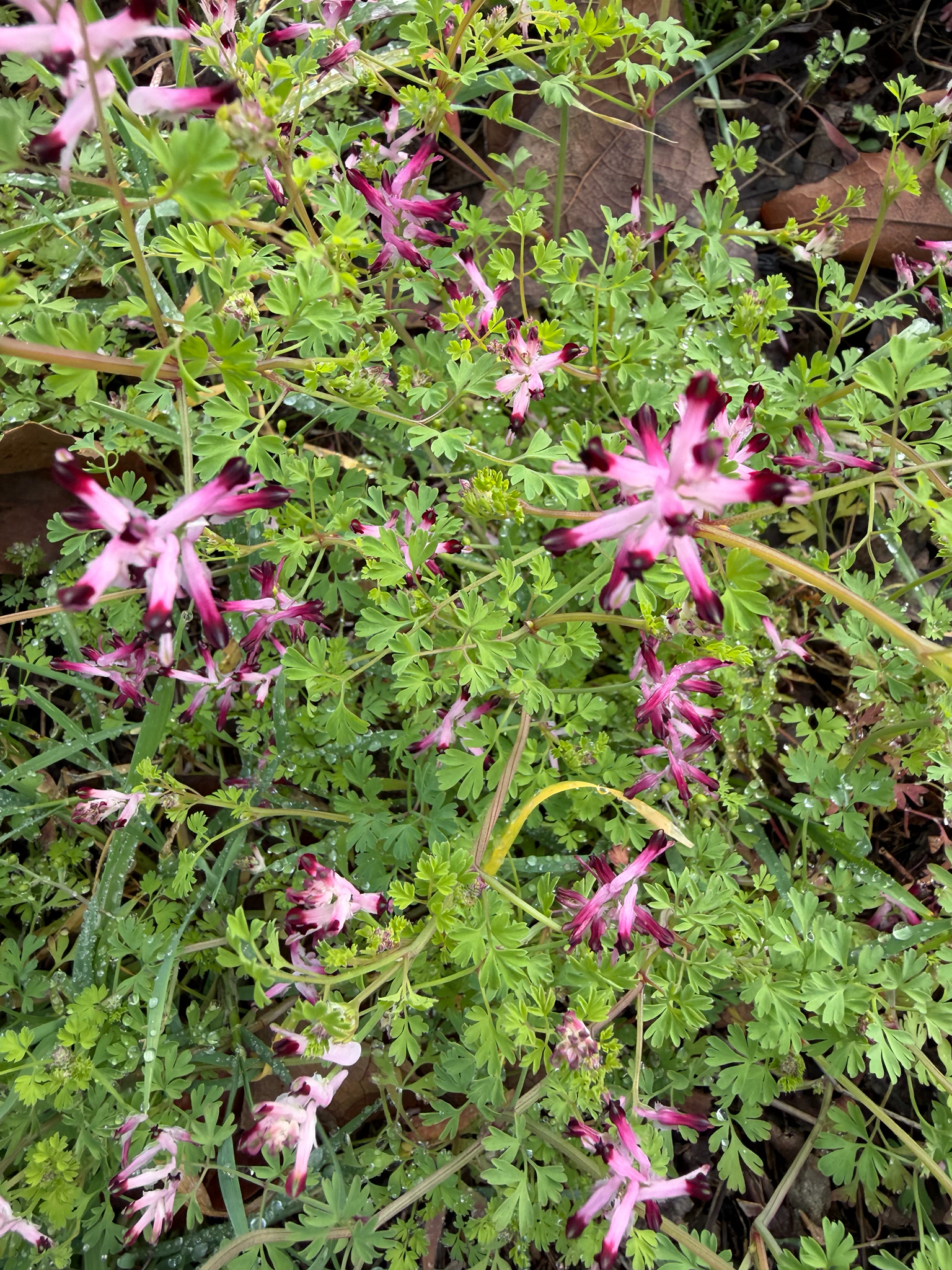 Wall fumitory