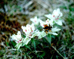 Castilleja arctica