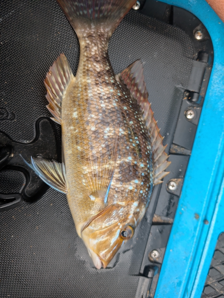 Blue emperor (Lethrinus nebulosus) — Lethrinidae