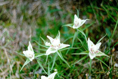 Castilleja arctica