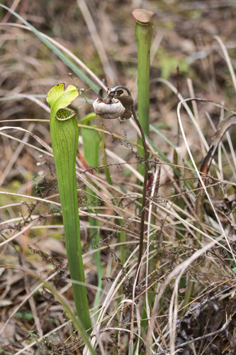 Yellow-trumpets
