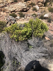 Phylica wittebergensis