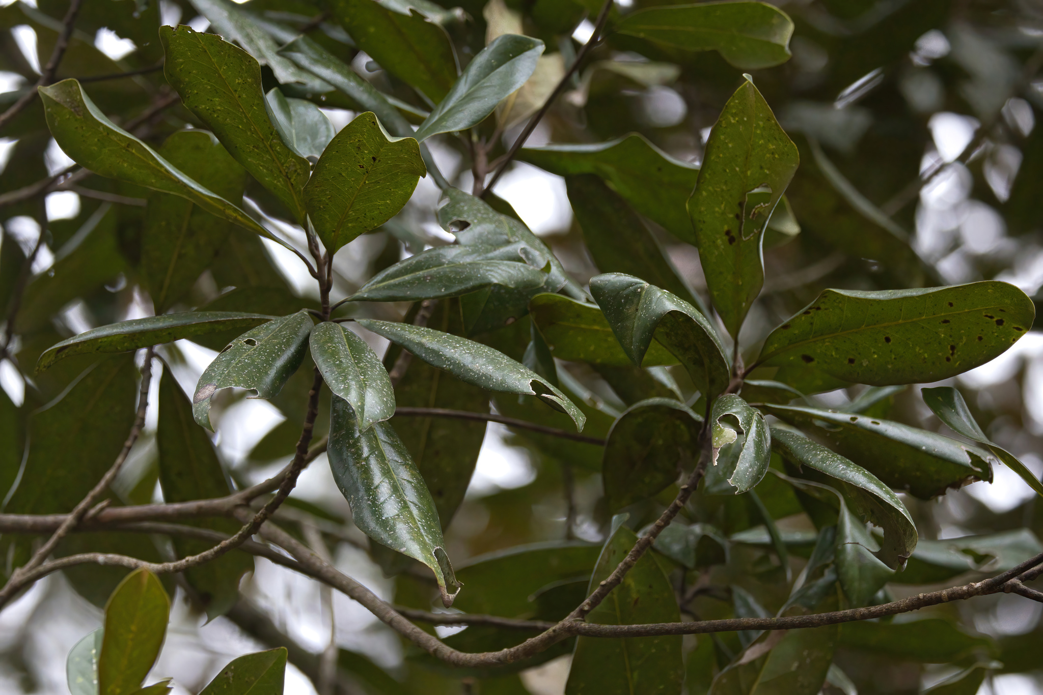 Southern Magnolia/ Bull Bay Magnolia (Magnolia grandiflora Exmouth)