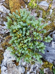 White Speedwell (Veronica albicans)