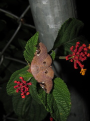 Massala abdara