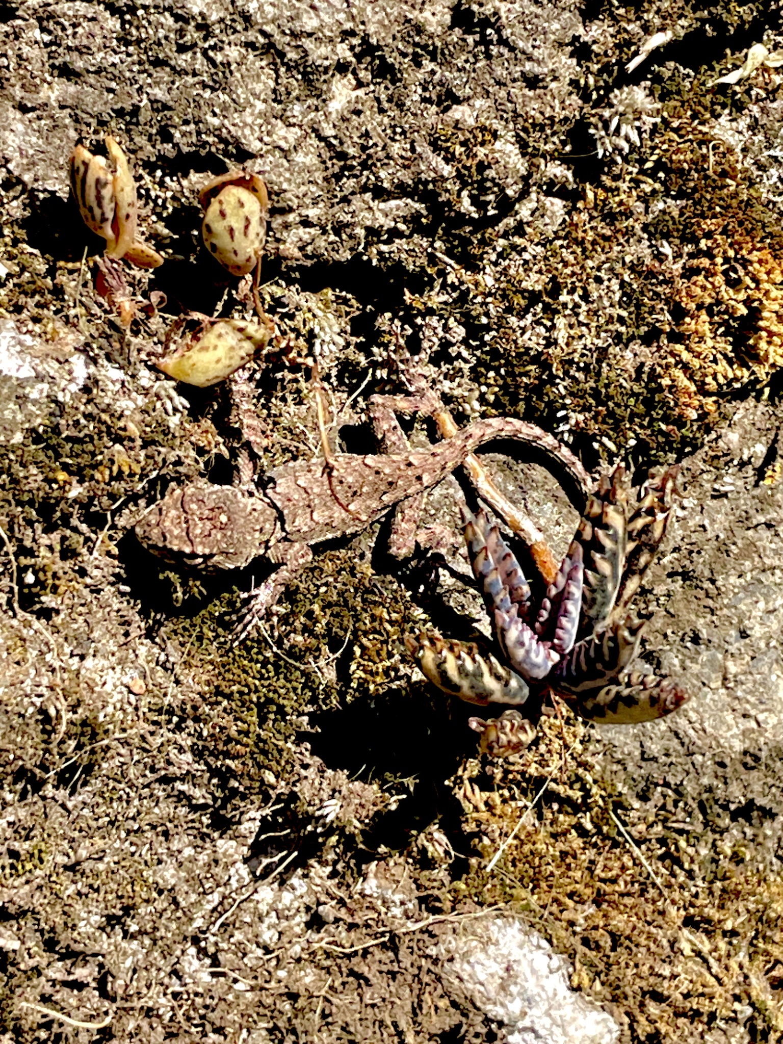 Sceloporus grammicus Wiegmann, 1828