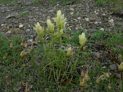 Castilleja arctica