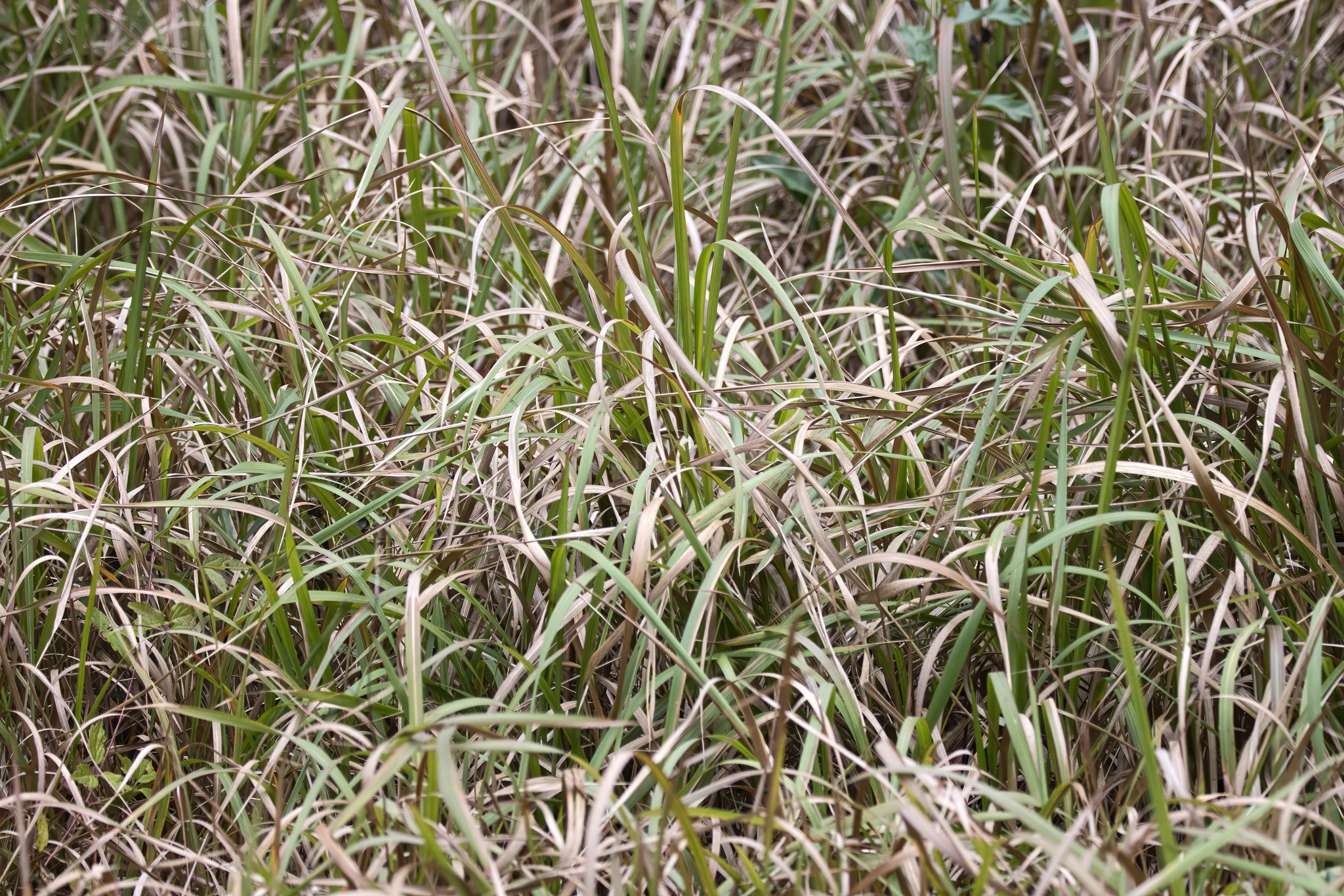 Imagem de capim-cogon