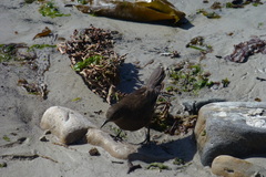 Cinclodes antarcticus