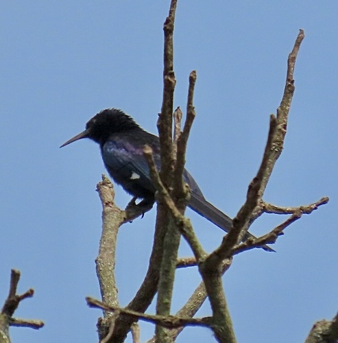 Black Scimitarbill (Rhinopomastus aterrimus), photo 3