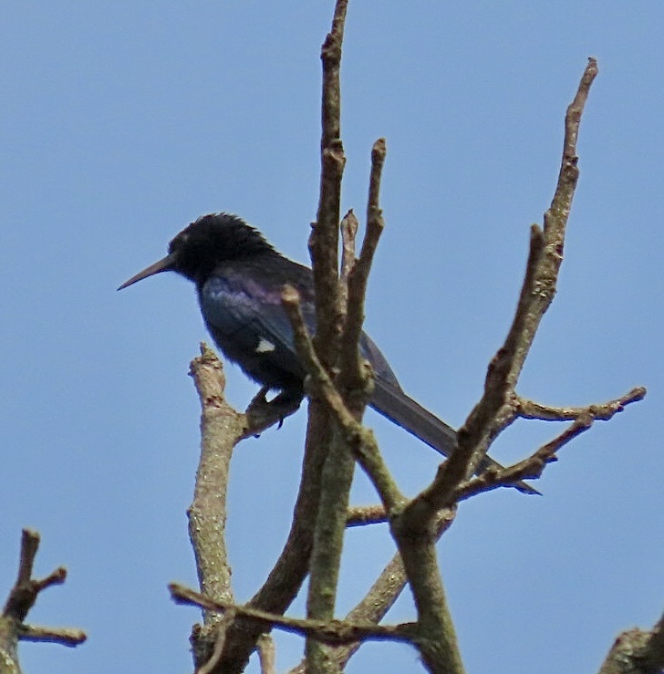 Black Scimitarbill (Rhinopomastus aterrimus), photo 3