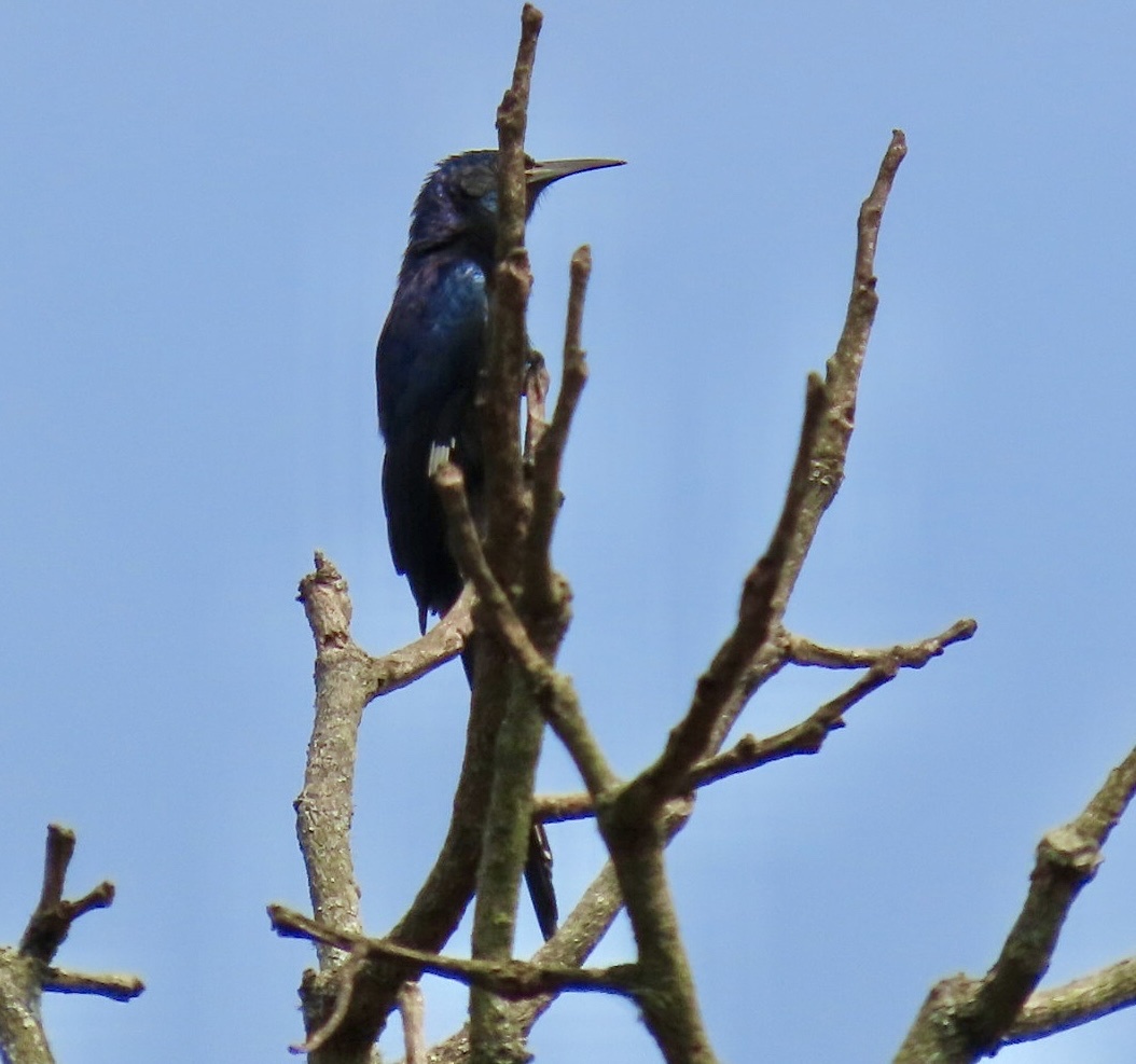 Black Scimitarbill (Rhinopomastus aterrimus), photo 4