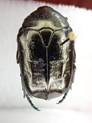 Protaetia marmorata