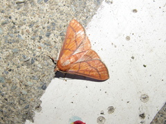 Polygrammodes hercules