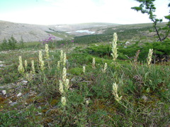 Castilleja pallida
