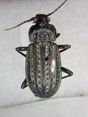 Carabus clatratus