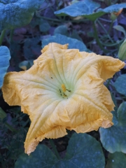 Cucurbita pepo