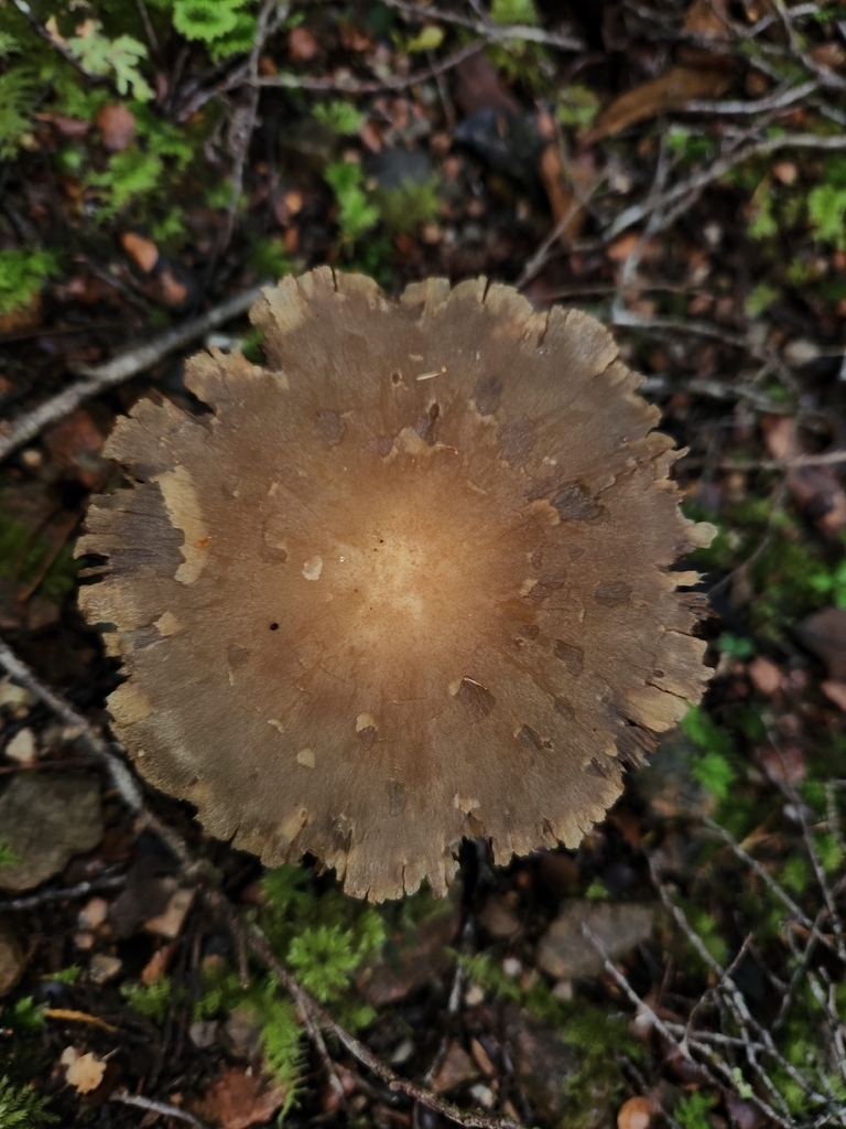 Lacrymaria asperospora · December 2025 · photo: © archie_tarn (iNaturalist, cc-by)