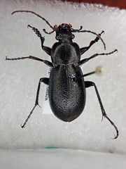 Carabus estreicheri